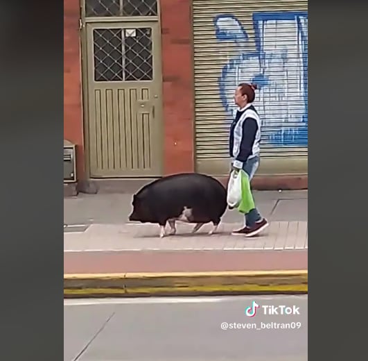 Cerdo en Bogotá