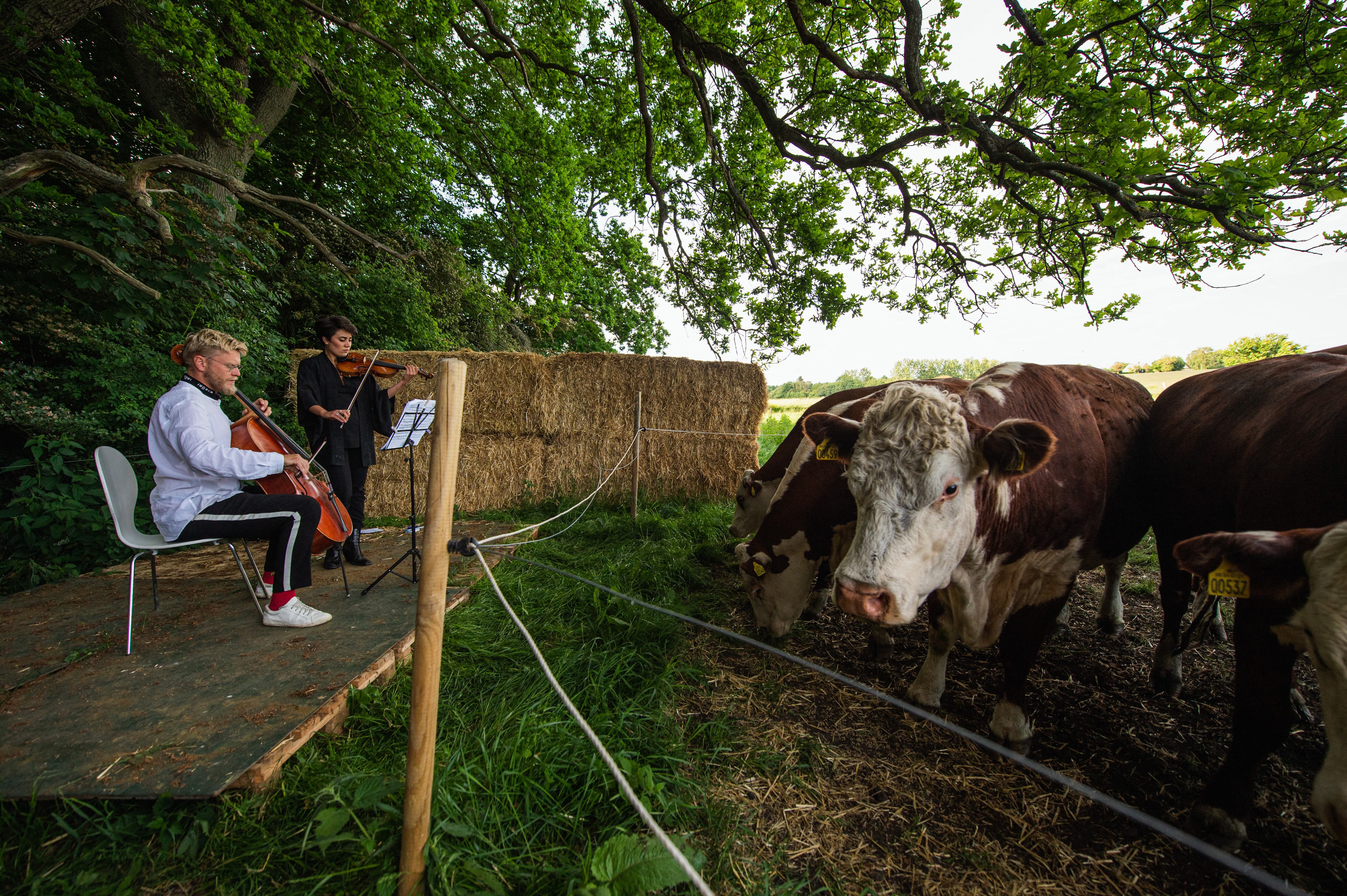 A herd of cows gathers as cellist Jacob Shaw (L) and violinist Roberta Verna (C) play a concert of classical music on June 15, 2021, in Stevns, Denmark. - In Stevns, in the countryside south of Copenhagen, Jacob Shaw, a cellist and the head of a music school, comes to play with other musicians to a herd of cattle. Unable to perform during the pandemic, he turned to this unusual audience. The experience was so enjoyable that he continues it even after the reopening of the theaters. (Photo by Jonathan NACKSTRAND / AFP)