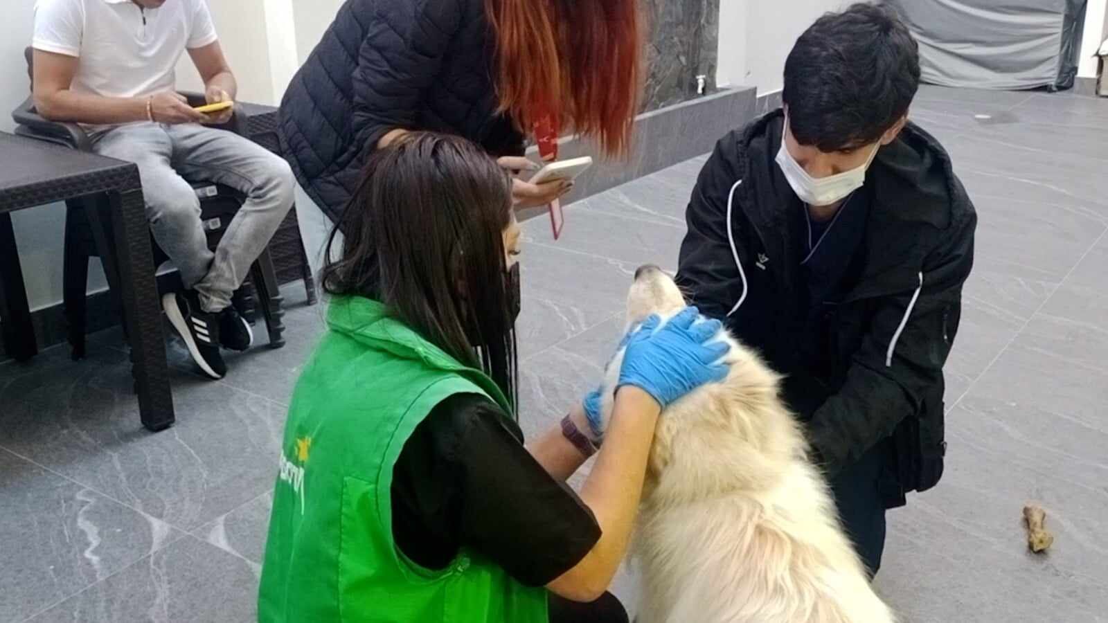 De acuerdo con el IDPYBA, Copito presenta una condición corporal adecuada, cuenta con agua y comida a voluntad
