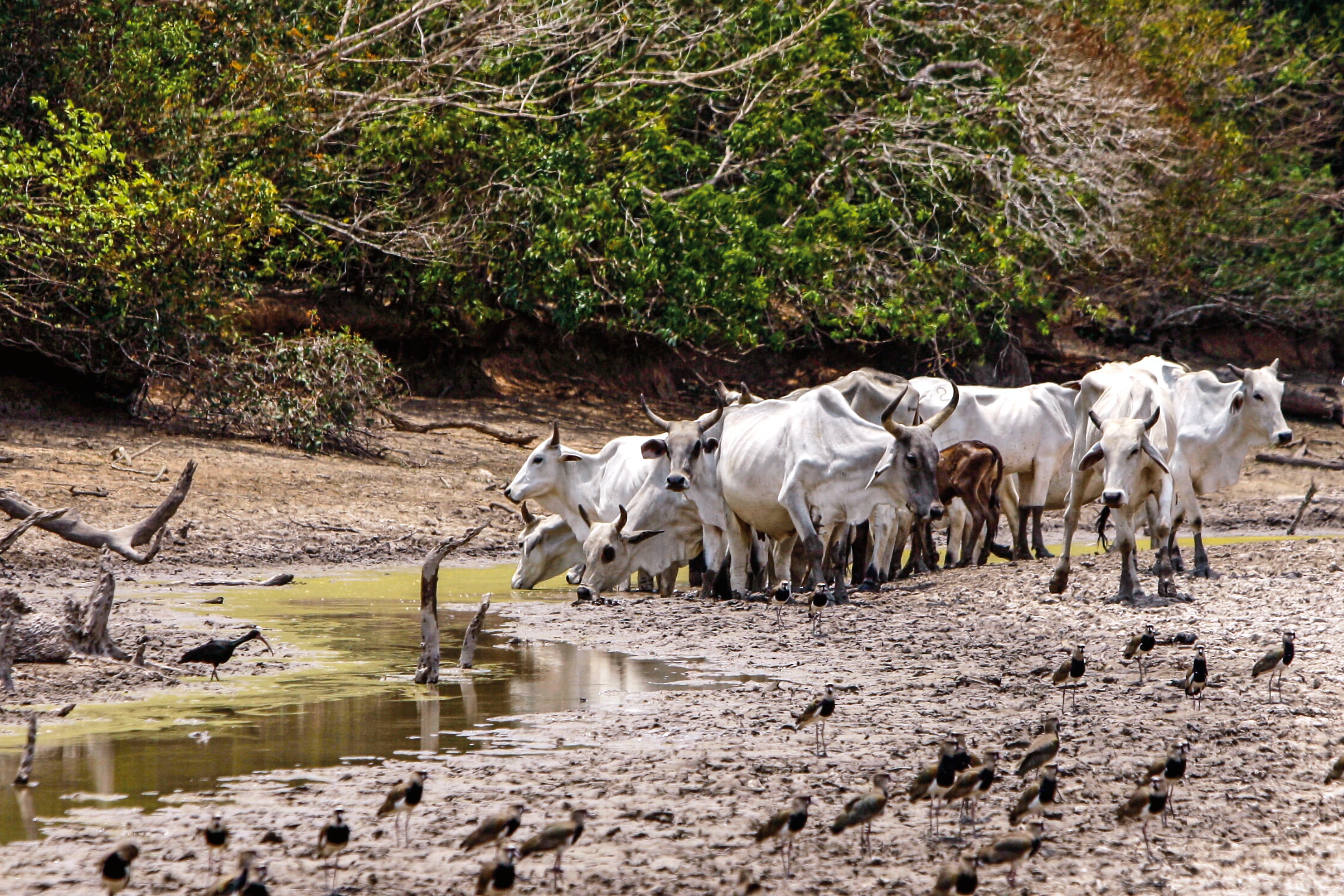 A medida que la temperatura global aumenta, los eventos extremos como olas de calor, precipitaciones intensas y sequías en regiones áridas se vuelven más frecuentes y severos.