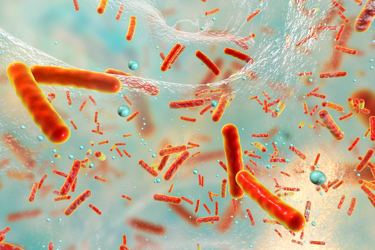Foto de referencia sobre bacterias multirresistentes