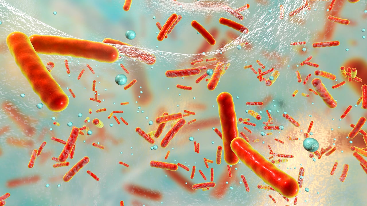 Estos microorganismos pueden generar complicaciones cuando ingresan al cuerpo humano.