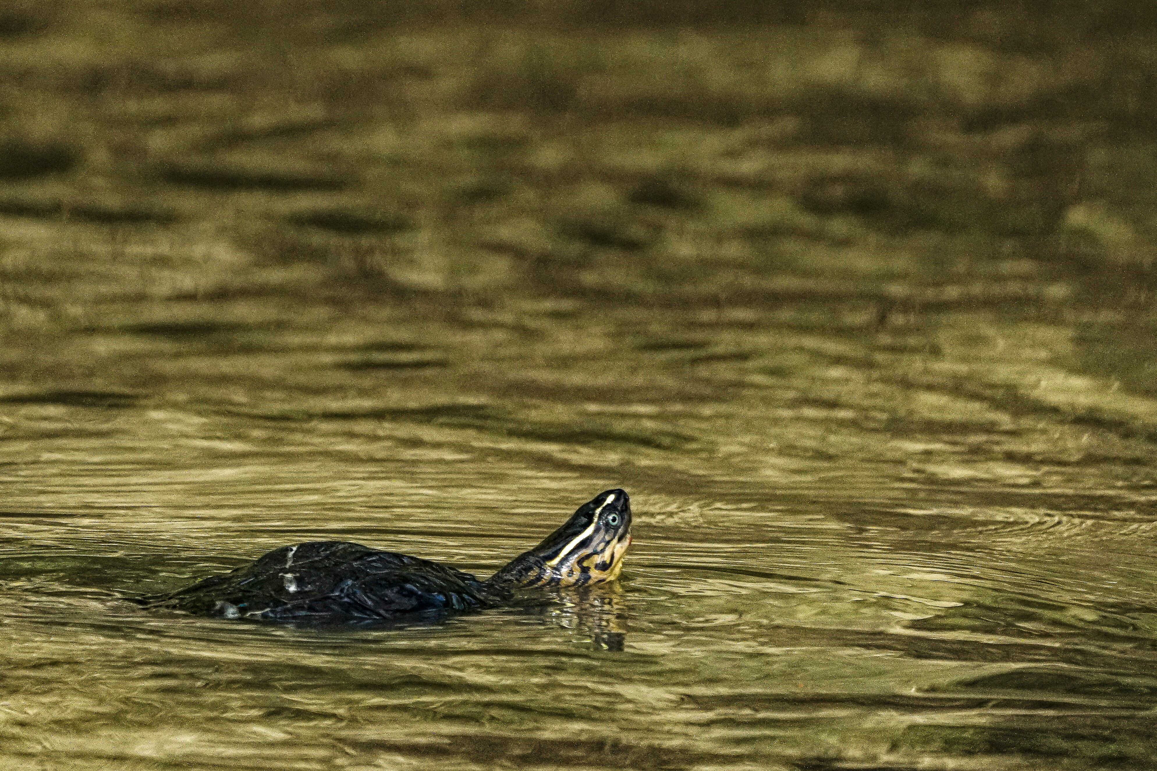 A hora y media de Buenaventura se llega a la comunidad negra de Puerto España por el río San Juan, en limites con el Chocó, la CVC liberó 22 tortugas, 2 boas, 7 babillas y 2 cangrejos que hacen parte de los animales silvestres atendidos, rehabilitados y ahora liberados por expertos en fauna