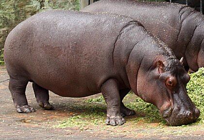 En la hacienda Nápoles hay 28 hipopótamos. (Foto: Archivo SEMANA)