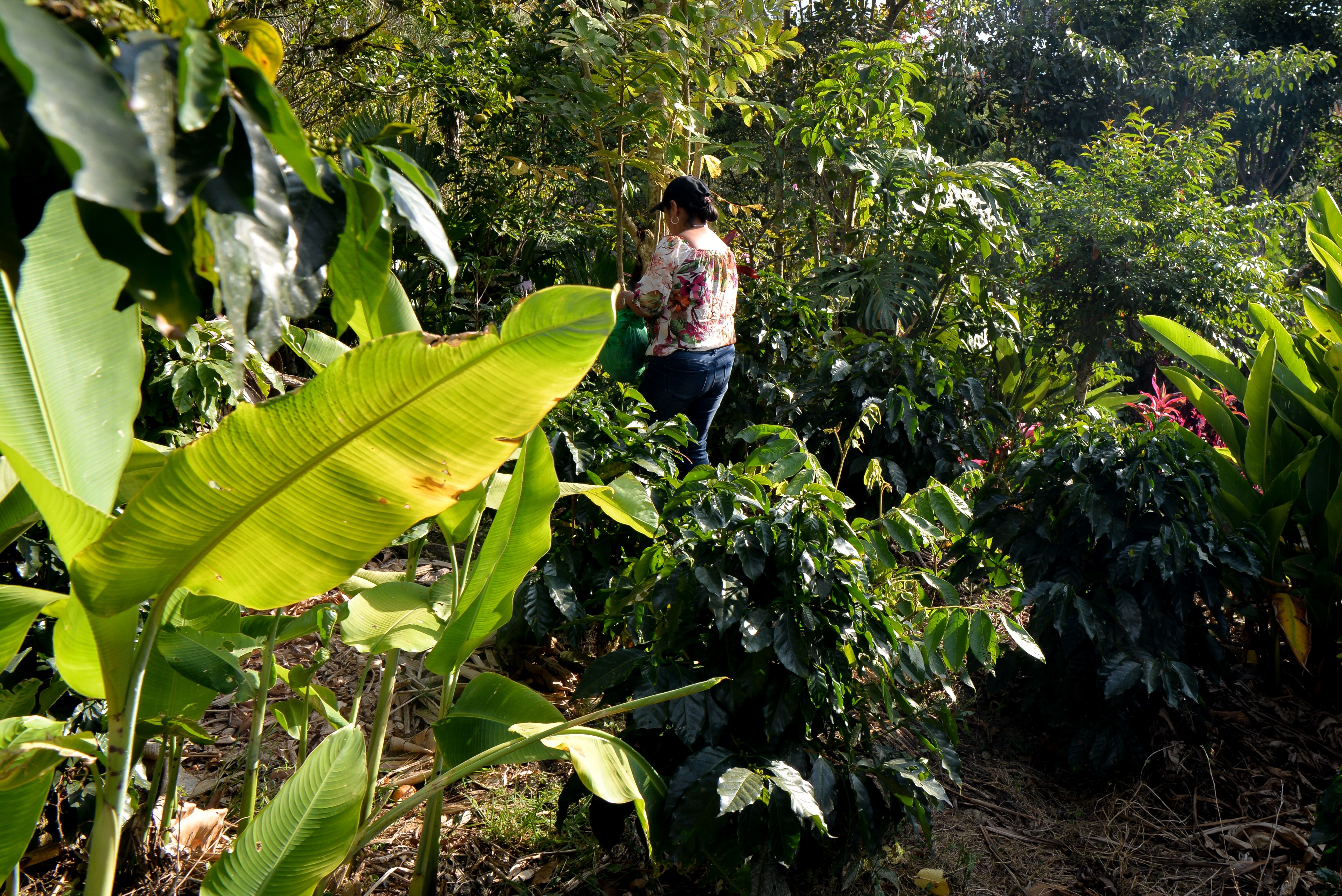 Este insecto es muy conocido por los agricultores y las personas del campo.