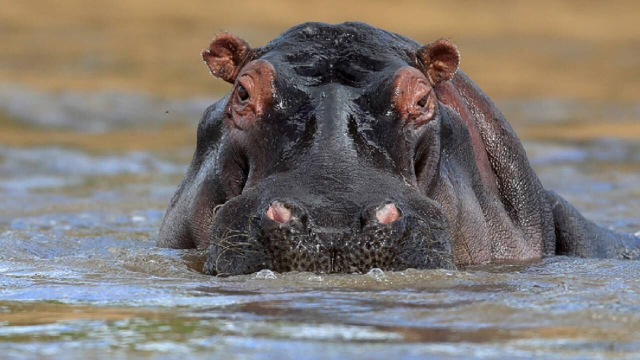 Al niño lo vacunaron y no registró lesiones de gravedad (Imagen de referencia).