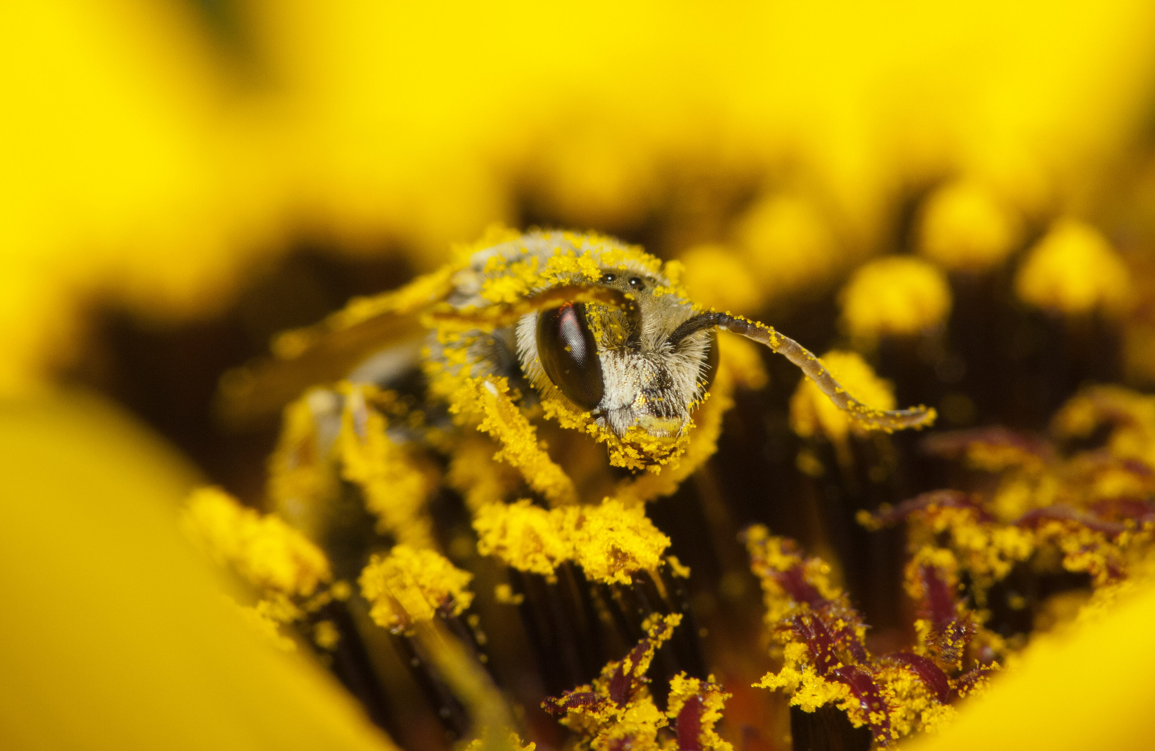 El Área Metropolitana del Valle de Aburrá construyó en el Parque Metropolitano de las Aguas, en el municipio de Barbosa, hoteles de bambú para que las abejas solitarias tengan un lugar para descansar y recuperarse después de una faena de polinización. En una jornada, una abeja puede visitar miles de flores de una misma especie, recogiendo el néctar o el polen y esparciendo gránulos de polen por todas las flores.