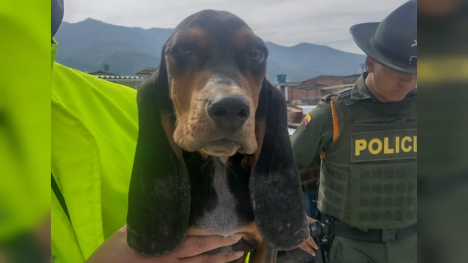 Indignante caso de maltrato animal en Nariño: hombre explotó por 9 años a una perrita para lucrarse; estos son los detalles del escabroso caso.