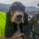 Las autoridades precisaron que la perrita fue encontrada en muy malas condiciones de salud y en estado de desnutrición severo.