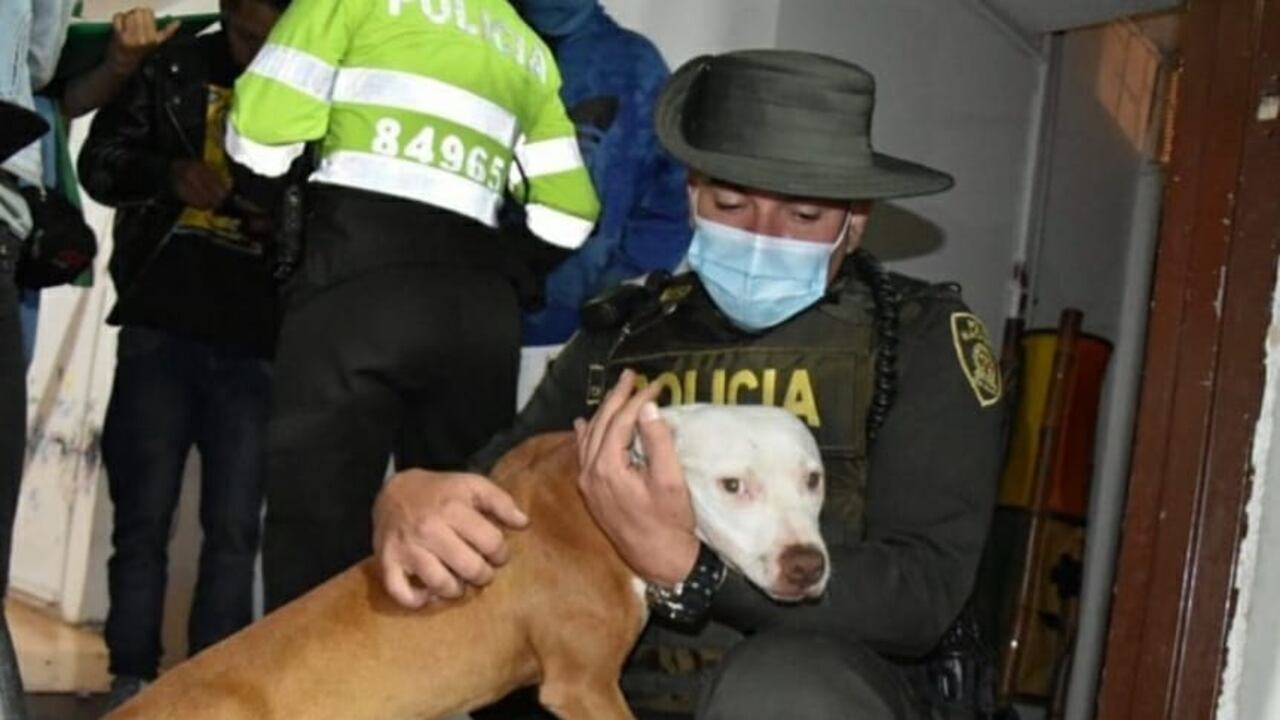 Perra de raza pitbull fue rescatada, luego de ser maltratada por quien sería su dueño.