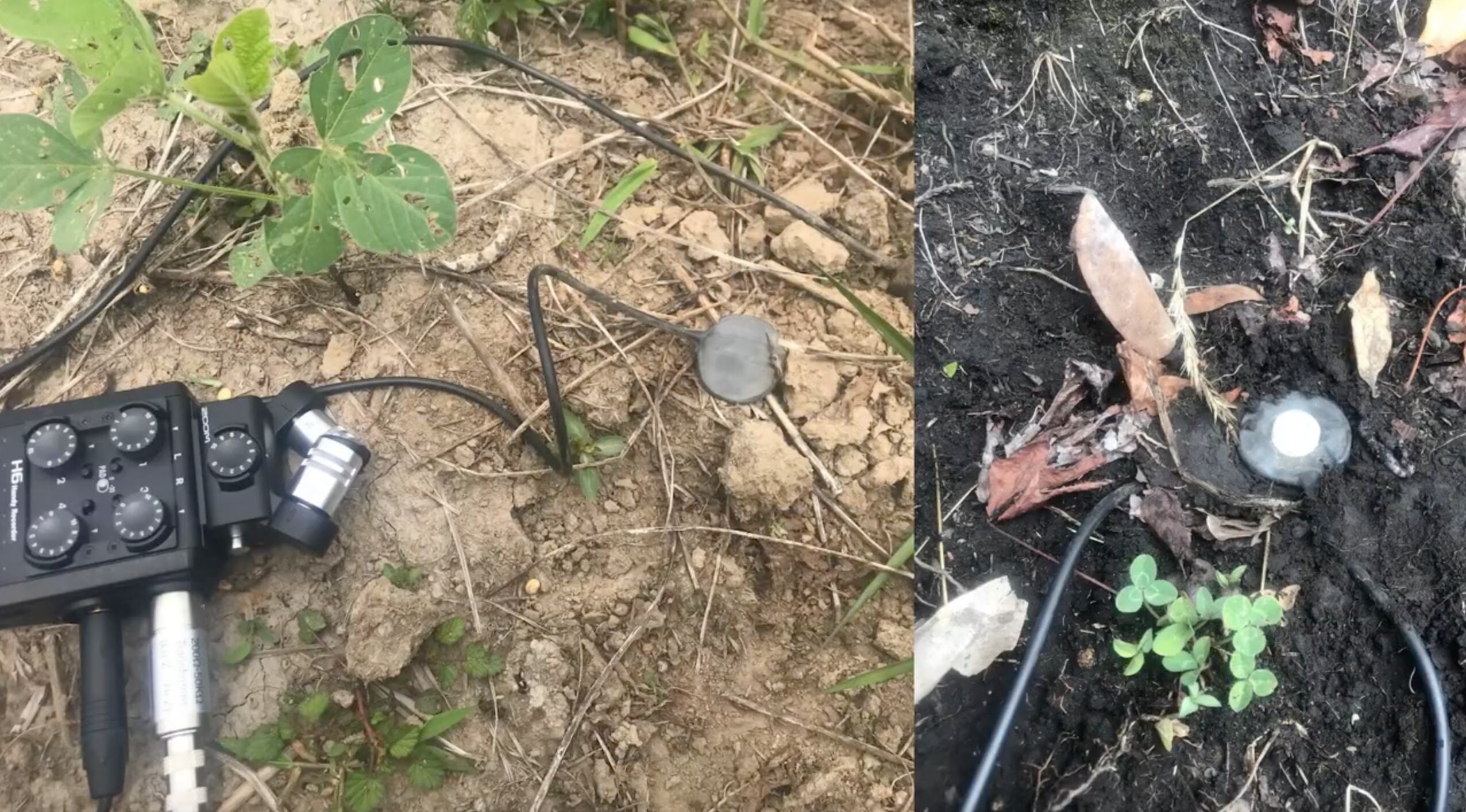 Historia de dos semillas