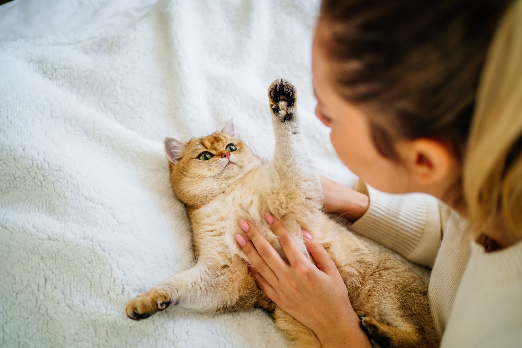 Gatos