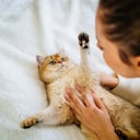 Gatos