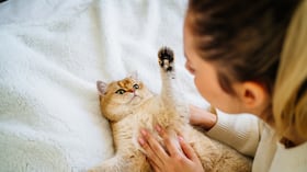 Gatos