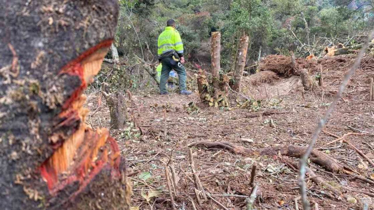La tala de árboles se ha incrementado en época de pandemia. Foto: SDA