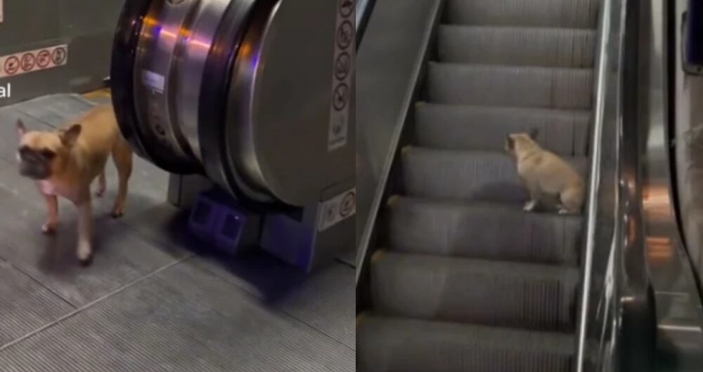 Perrito se hace famoso por jugar en las escaleras eléctricas de la comuna 13 de Medellín.