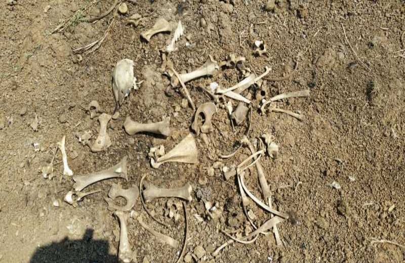 Cortesía de Contexto Ganadero