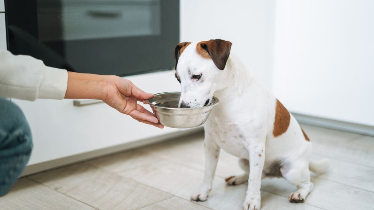¿Se le puede dar queso a un perro?