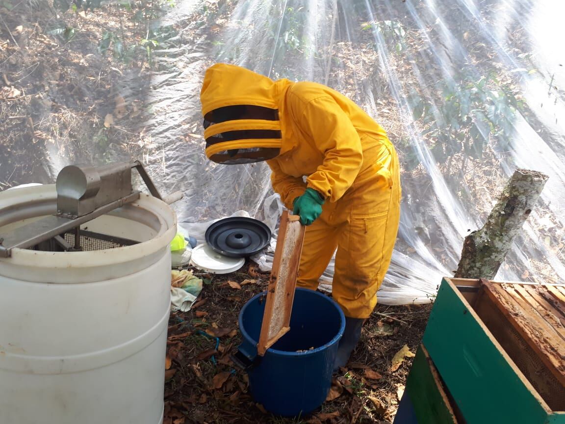 Los apiarios de Ceni Cortez están en la vereda Salitre en Confines, un pequeño municipio de Santander, donde el café es el principal cultivo.