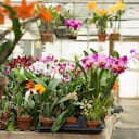 Así clona el colombiano las orquídeas.