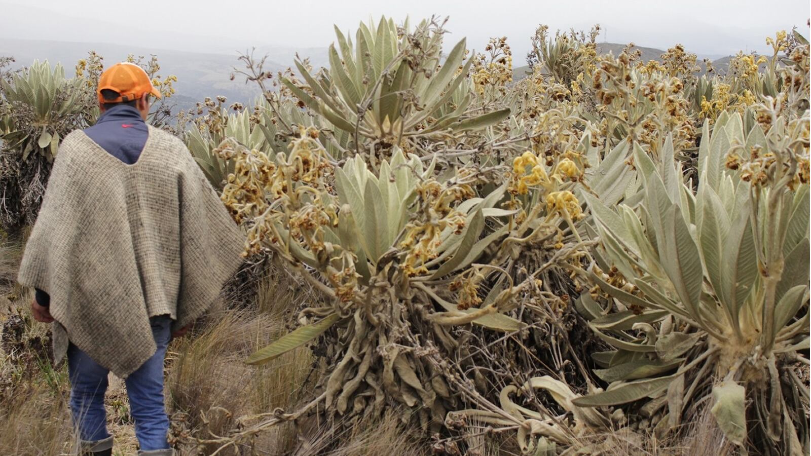 Un campesino de Sumapaz camina cerca de frailejones dañados, al parecer, por grupos armados.