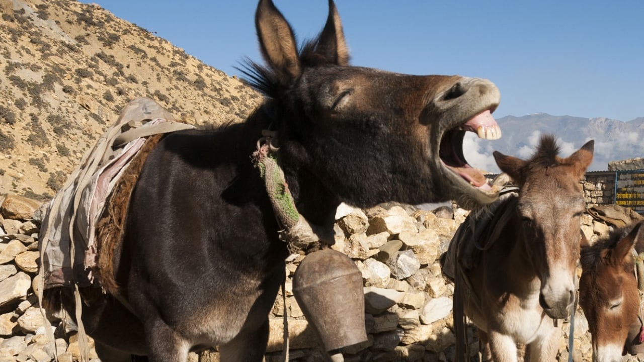 Este animal nació en Estados Unidos fruto del cruce entre dos especies
