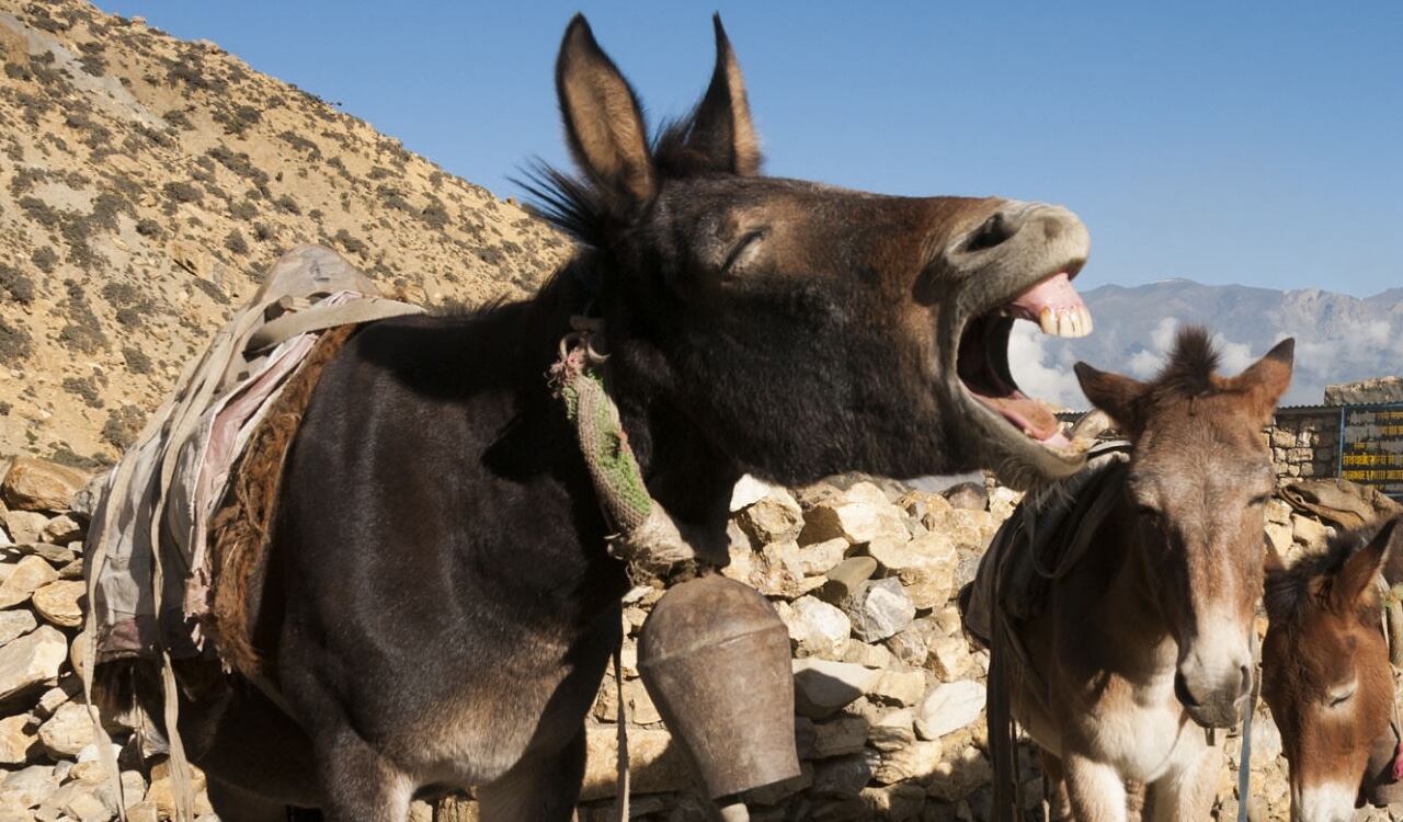 Este animal nació en Estados Unidos fruto del cruce entre dos especies