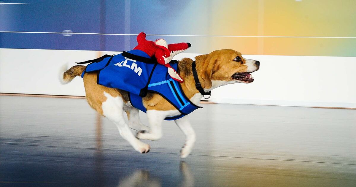 La aerolínea de Países Bajos KLM Royal Dutch Airlines se enorgullece de tener a este peludo de cuadro patas entre sus empleados. 