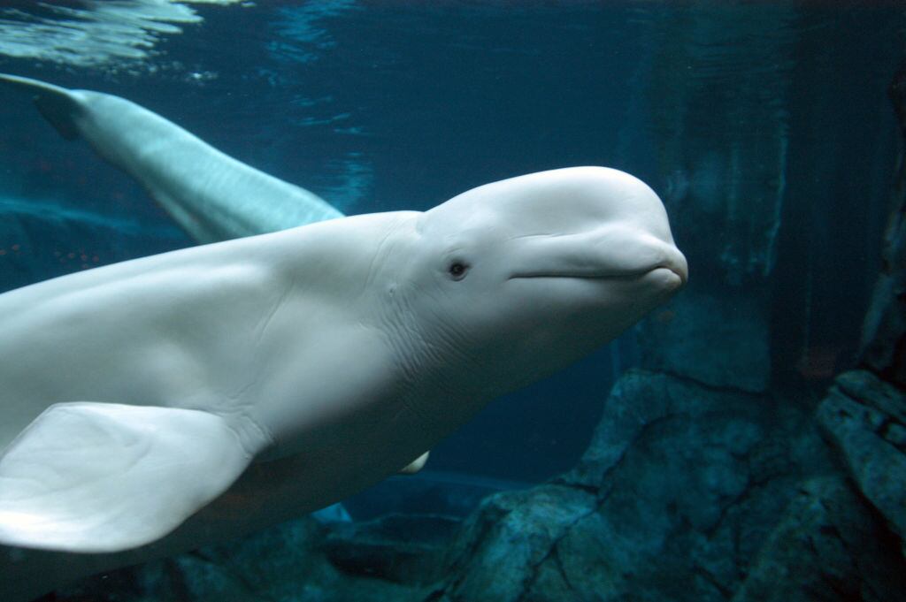 ATLANTA - NOVEMBER 19:  One of five Beluga Whales swim in Cold Water Quest exhibit at the Georgia Aquarium November 19, 2005 in Atlanta, Goergia. The Georgia Aquarium, the world'd largest by gallons, 8 million plus, and by the number of fish, 100,000 plus, opens to the public November 23, 2005. Funding for the Georgia Aquarium was made possible by a 200 million dollar gift from Home Depot co-founder Bernie Marcus and his wife Billi through the Marcus Foundation.  (Photo by Barry Williams/Getty Images)