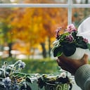 Fertilizante para las rosas.