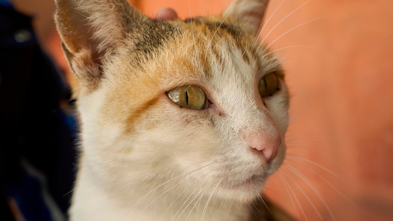 Los gatos se enfrentan a la aparición de manchas negras en sus ojos, las cuales pueden generar efectosa en su córnea.