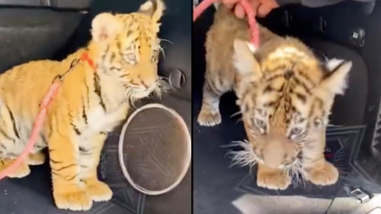 El momento en que encontraron el cachorro de león en el vehículo.