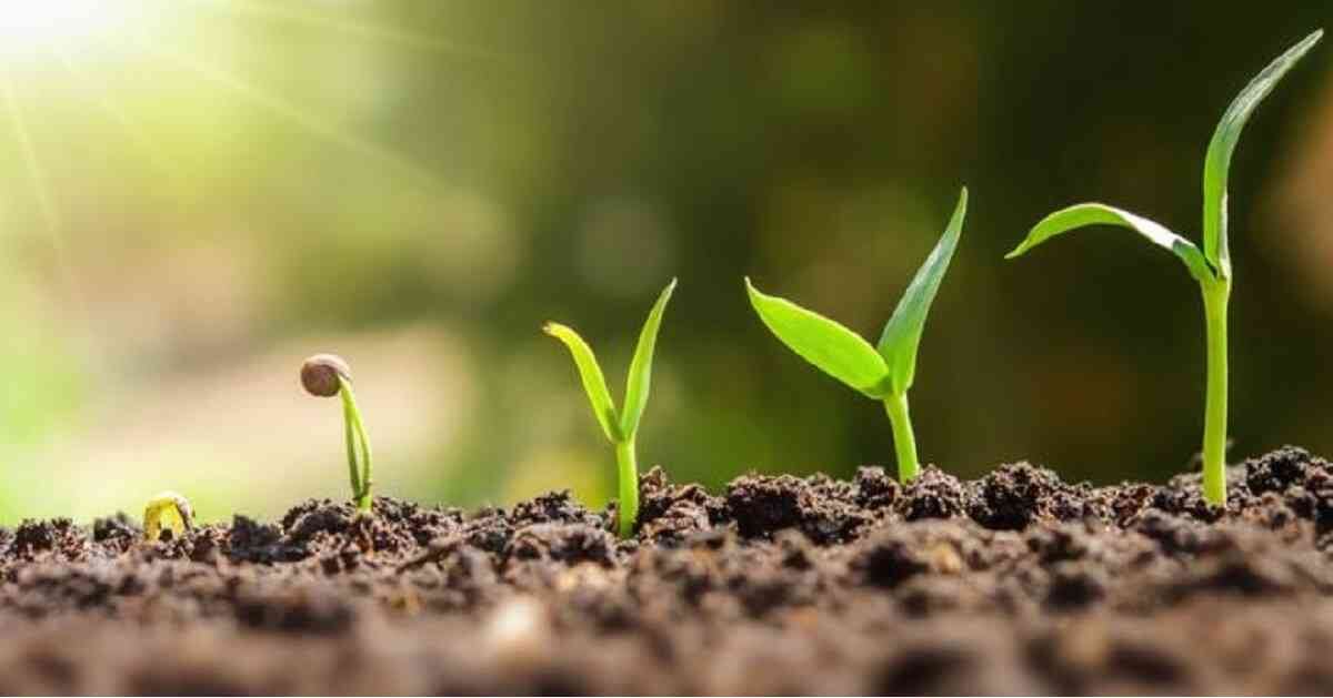 La falta de lluvia impacta en la producción de alimentos Getty Images