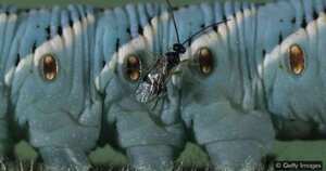 Algunos insectos pueden ser muy útiles para controlar plagas de los cultivos, siempre y cuando se utilicen apropiadamente. Foto: Getty Images