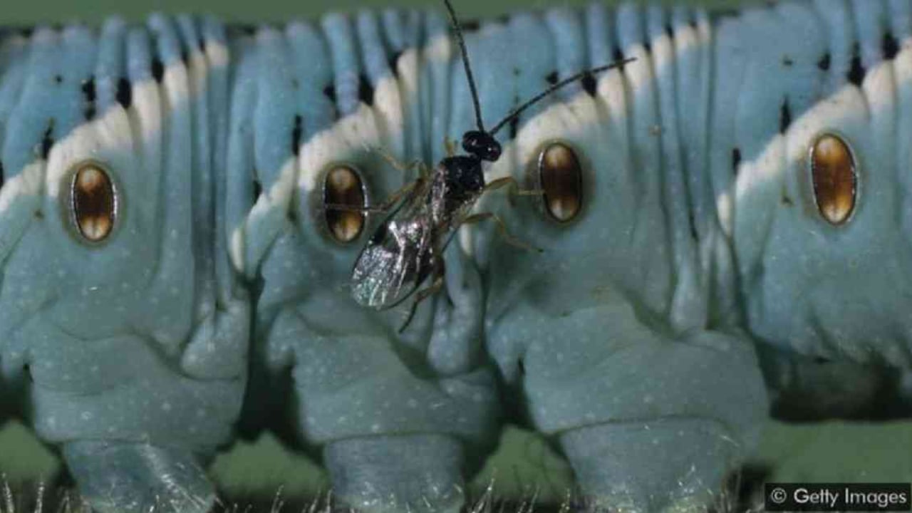 Algunos insectos pueden ser muy útiles para controlar plagas de los cultivos, siempre y cuando se utilicen apropiadamente. Foto: Getty Images