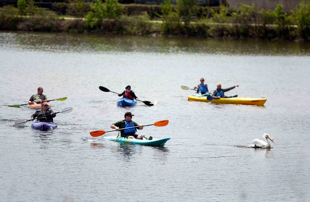 Esta foto fue tomada miércoles 6 de mayo de 2020 en Cedar Lake en el noroeste de Cedar Rapids, Iowa. El pelícano se había roto los huesos de su ala derecha. La antigua lesión fue calcificada hasta un punto que hace poco probable la reparación. Se está buscando ubicación en un zoológico donde el ave esté segura y cuidada a largo plazo. (Jim Slosiarek / The Gazette a través de AP)