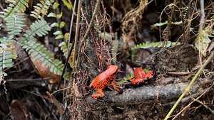 El trabajo articulado permitió una acción rápida que permitió la protección de los anfibios y los peces decomisados.
