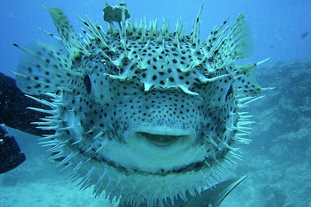 . En vida, se caracteriza porque es capaz de “hinchar” el estómago de agua, cuando se siente amenazado, pero también por una la toxina que posee, que es distintiva de especies de la familia de los tetraodóntidos. 