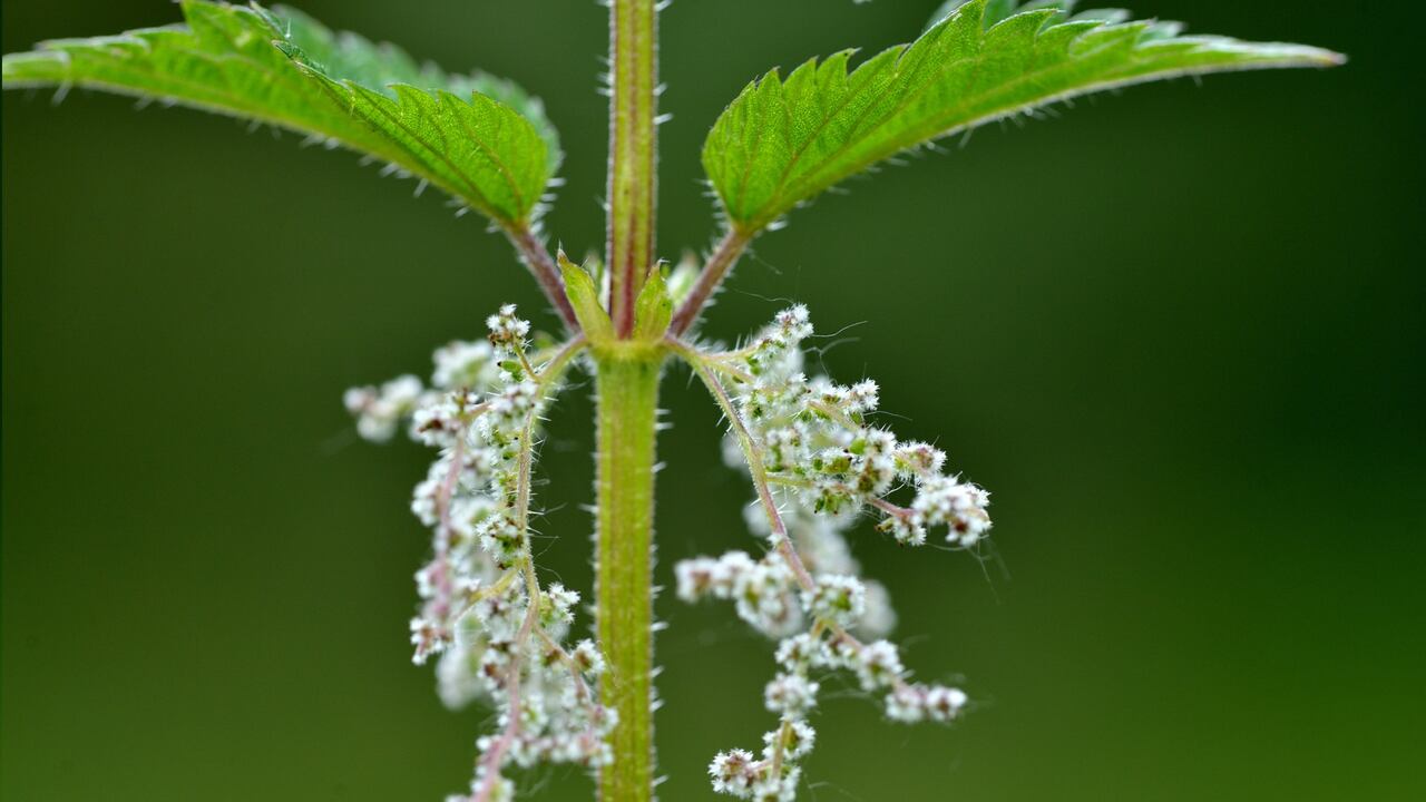 Esta flor crece desde agosto hasta noviembre.