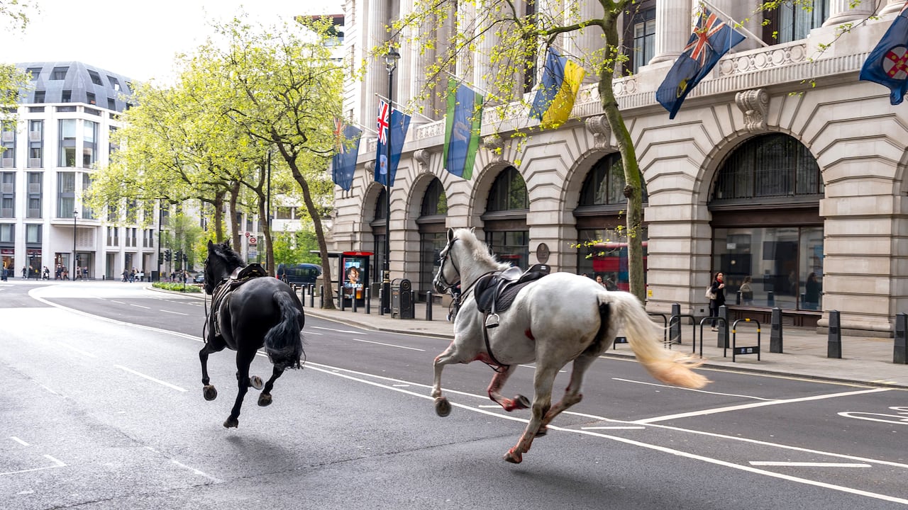 Dos caballos sueltos corren por las calles de Londres cerca de Aldwych, el miércoles 24 de abril de 2024. (Jordan Pettitt/PA via AP)