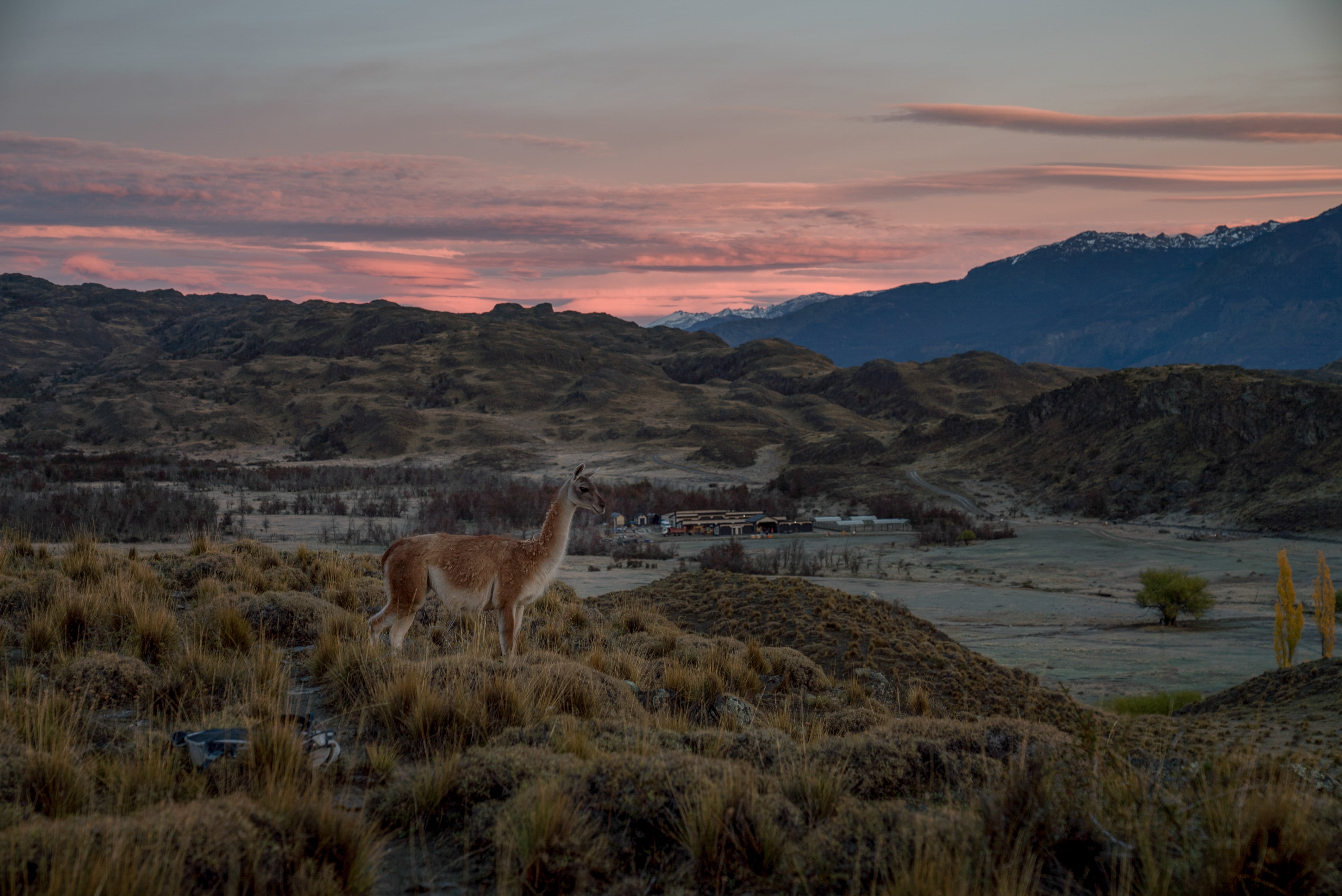 A Llama stands on a hill with a lodge and mountains in the background. (Clair Popkin/National Geographic Documentary Films)