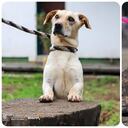 La esterilización es gratuita para estratos 1, 2 y 3 en el caso de animales que tienen un cuidador, y los turnos deben agendarse a través de los canales disponibles.