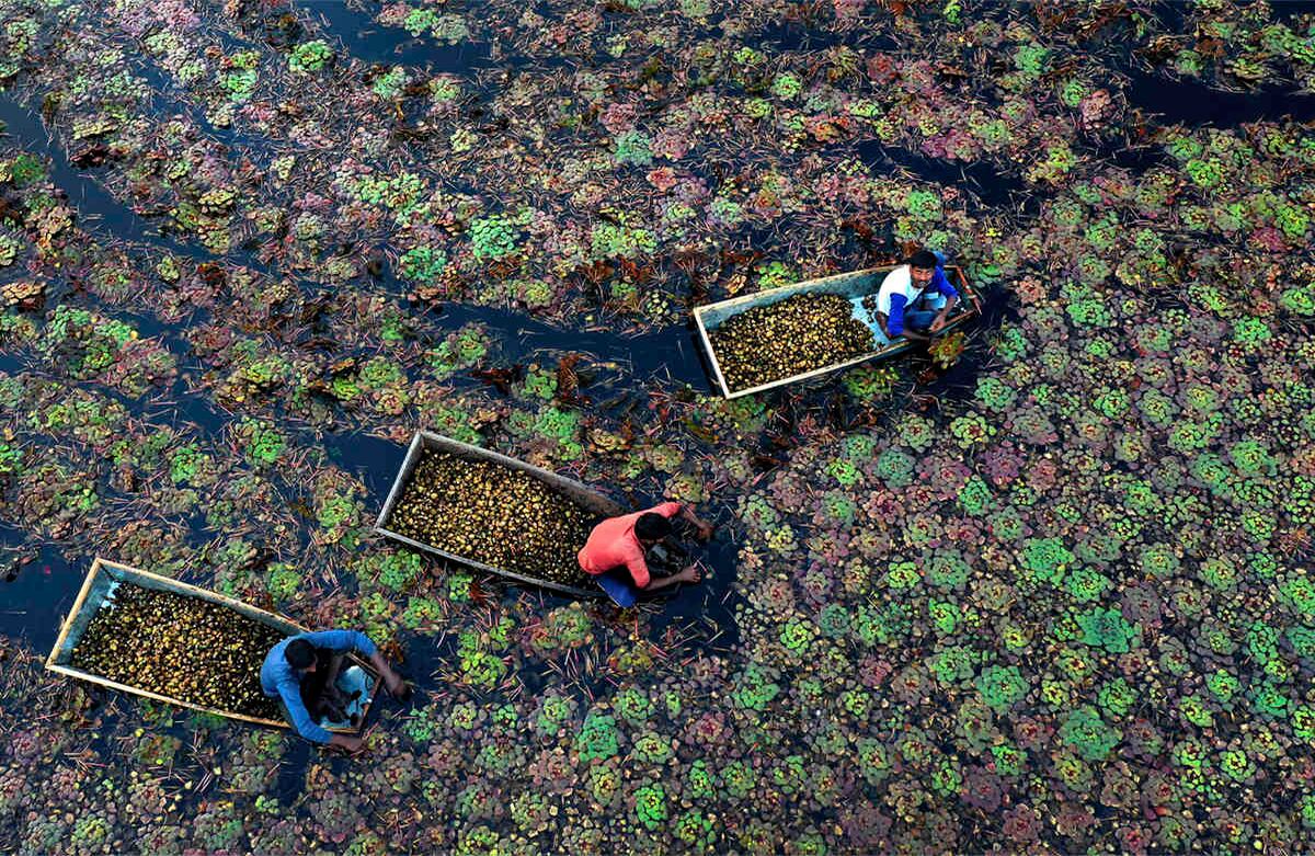 Los aldeanos sacan castañas de agua de un estanque en Kanpur, estado de Uttar Pradesh, India, el miércoles 4 de diciembre de 2019. Los trabajadores ganan alrededor de 250 rupias (3.50 dólares) al día después de pasar entre 5 y 6 horas extrayendo la verdura acuática que crece principalmente en agua estancada. (Foto: AP / Rajesh Kumar Singh)