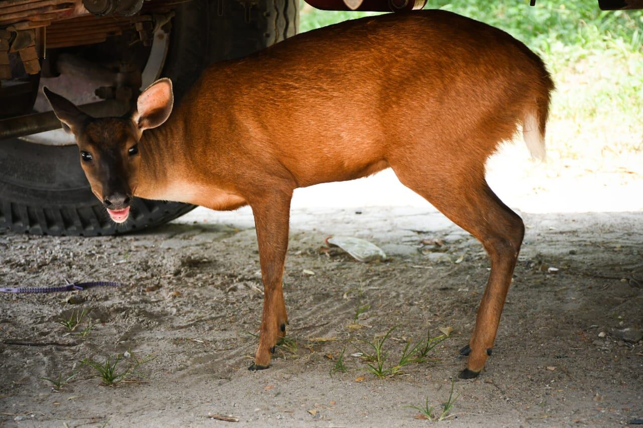El animal fue llevado al Centro de Atención y Valoración de Fauna de Cortolima