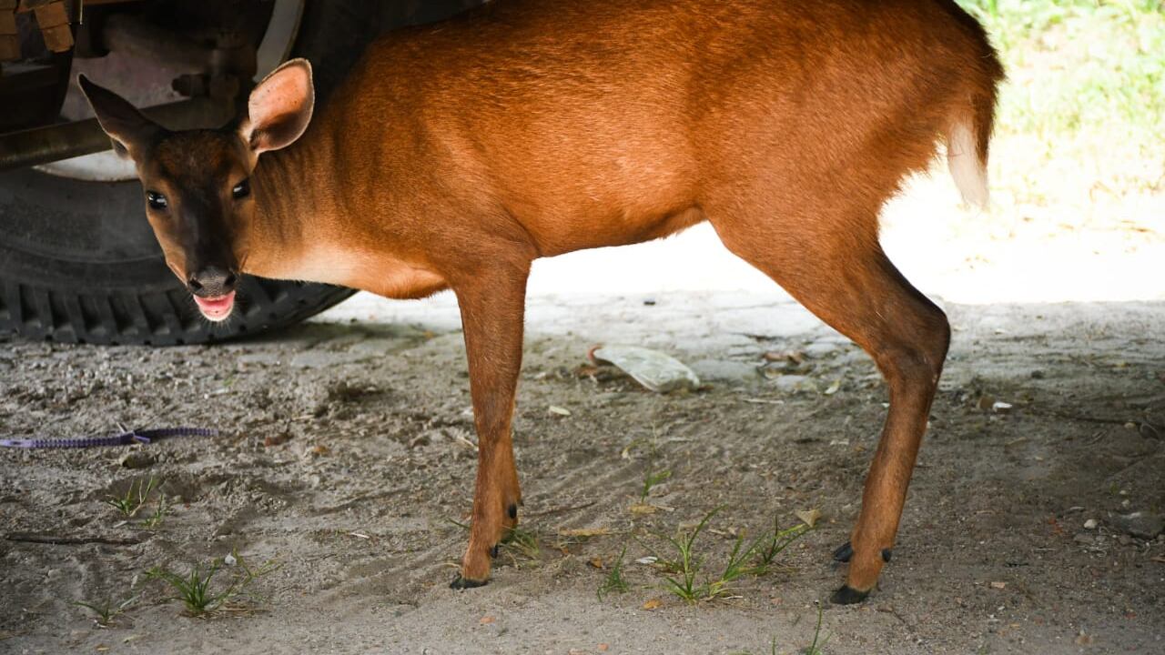 Cortolima rescató a un venado que era tenido como mascota en zona rural de Ibagué