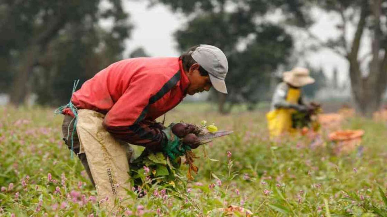 Los campesinos deben ser tratados como proveedores de servicios esenciales, así como los médicos, selaña FOLU. Foto: archivo/Semana.