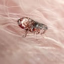 Las pulgas suelen afectar a los perros y gatos.