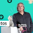 Ruptura de ligamentos en perros| Enrique Vallejo en Salud Animal