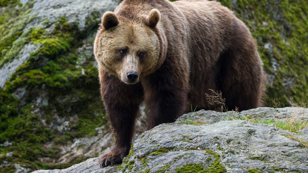 European Brown Bear, Ursus arctos, Bavaria, Germany