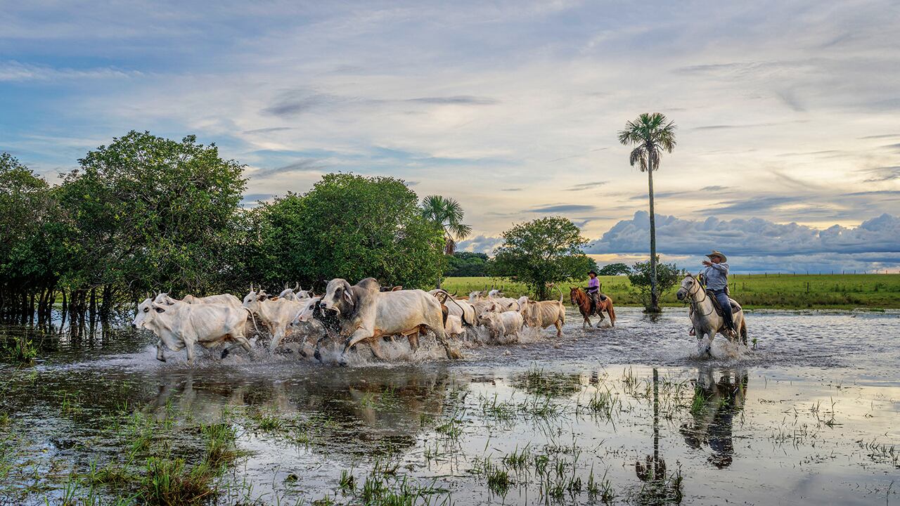 Hasta el cierre del año pasado, el hato ganadero del país venía al alza y alcanzó 30,3 millones de cabezas. Este año las lluvias pueden impactar esa cifra, pues están afectando a departamentos que son grandes productores, como Córdoba.